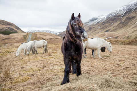 black pony scotland