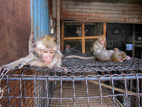 Monkeys treated cruelly in market Bali