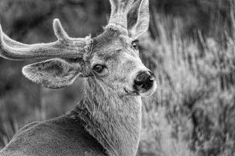 Deer with velvet antlers Zion National Park Utah