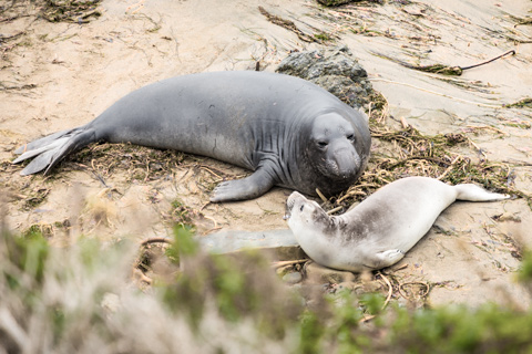 elephant seal mother and baby san simeon california