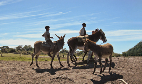 Boys in the Kalahari on donkeys