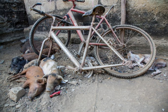 puppies and pigs sleeping under broken bike in cartagena columbia