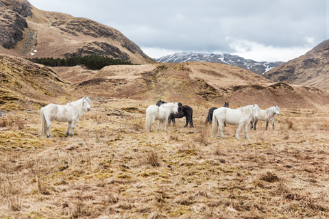 Scottish ponies Highlands Scotland